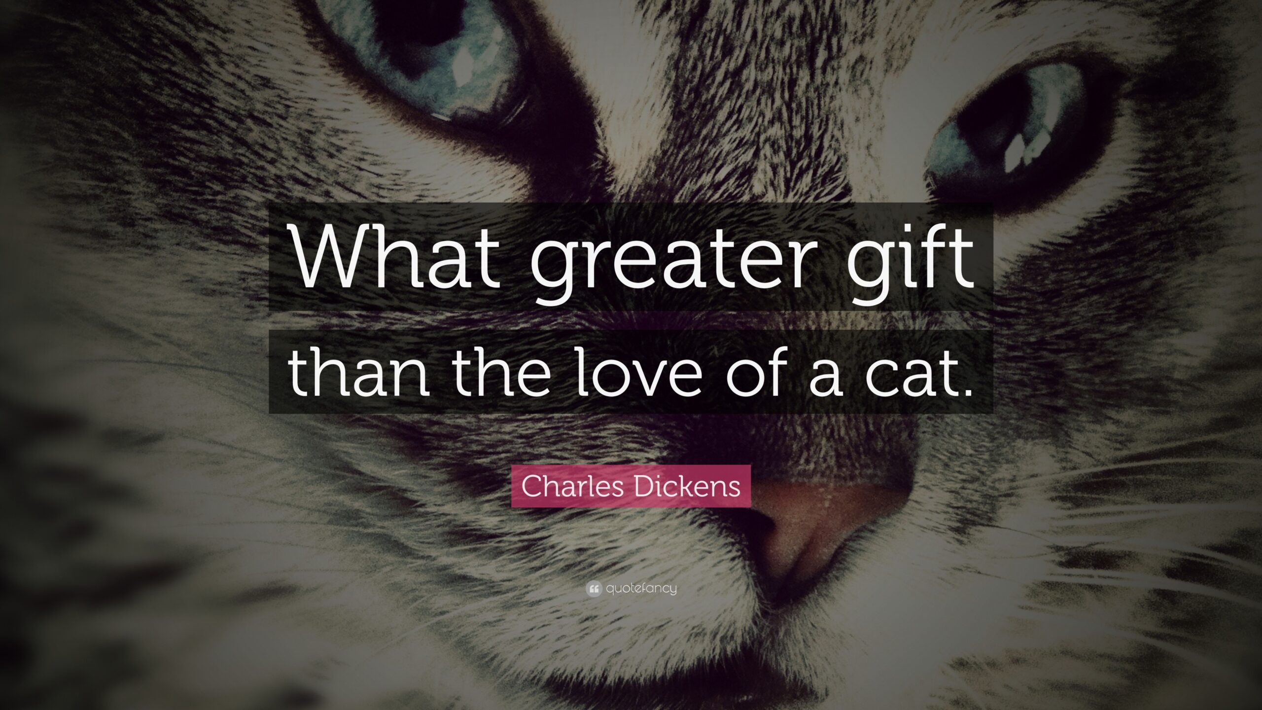 What Greater Gift Than the Love of a Cat